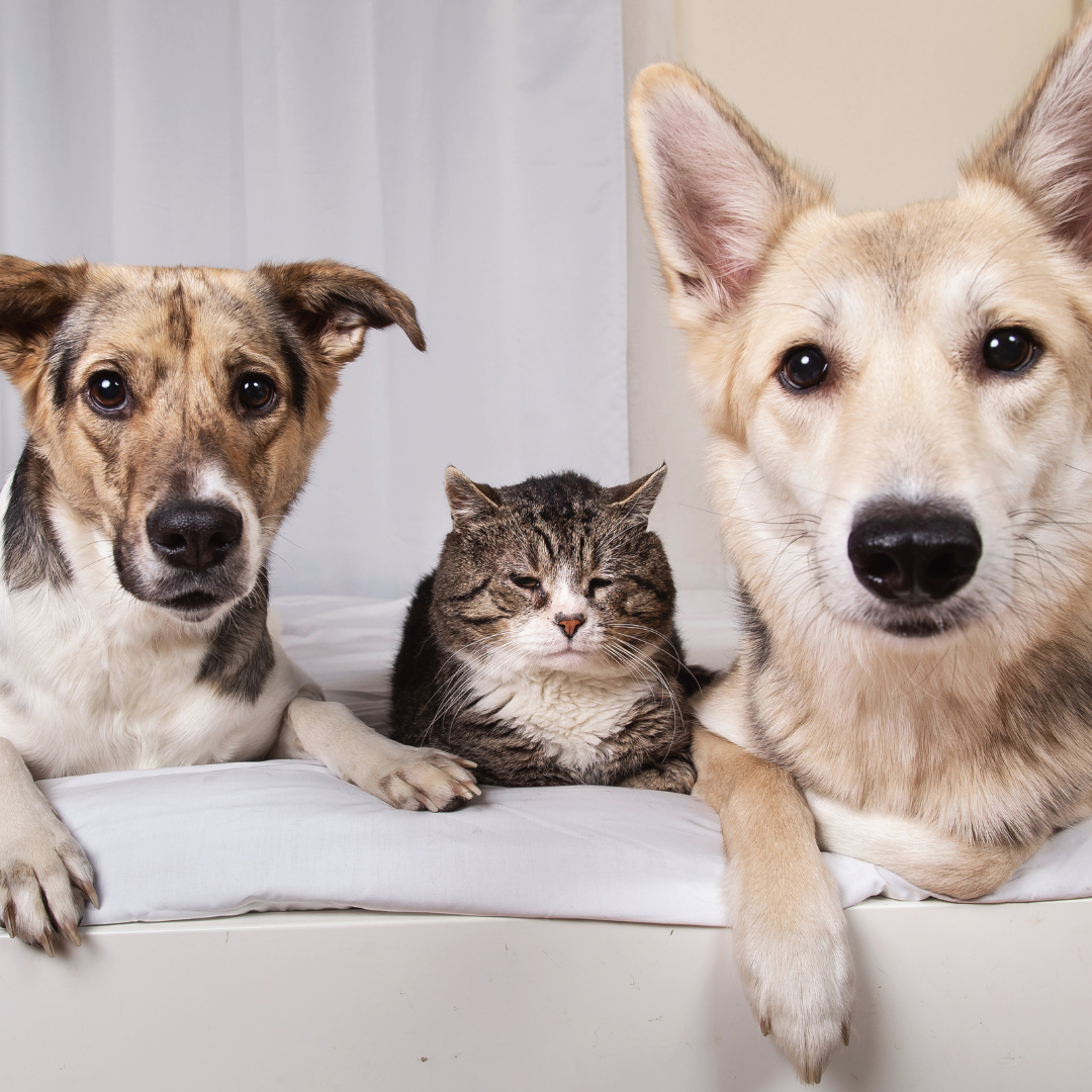 Animaux