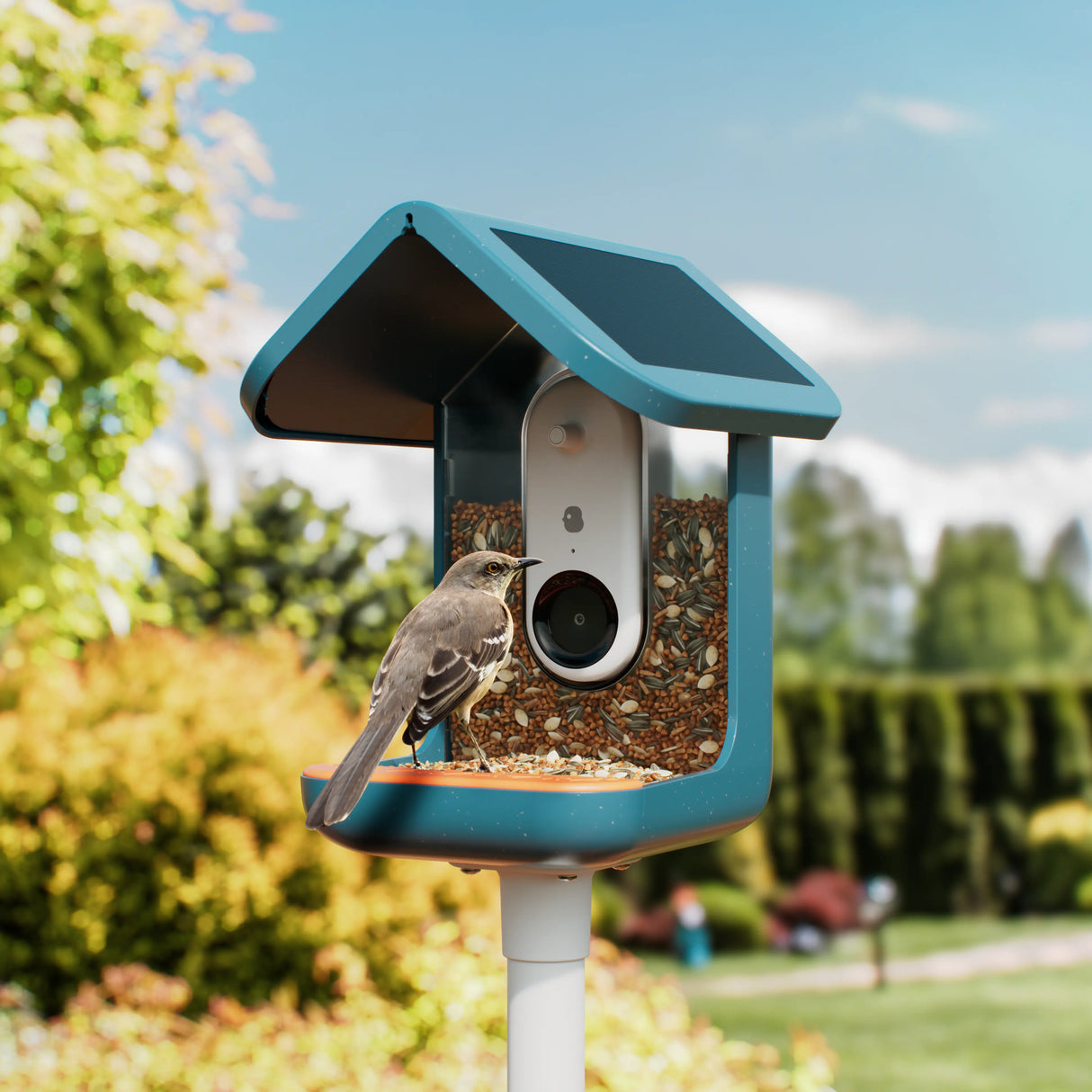 Birdbuddy Mangeoire à Oiseaux Pro Solar Smart Bird Feeder