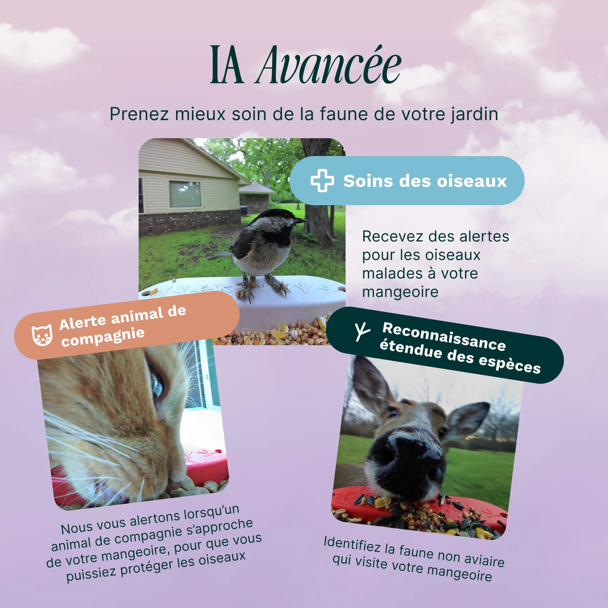 Birdbuddy Mangeoire à Oiseaux Pro Solar Smart Bird Feeder