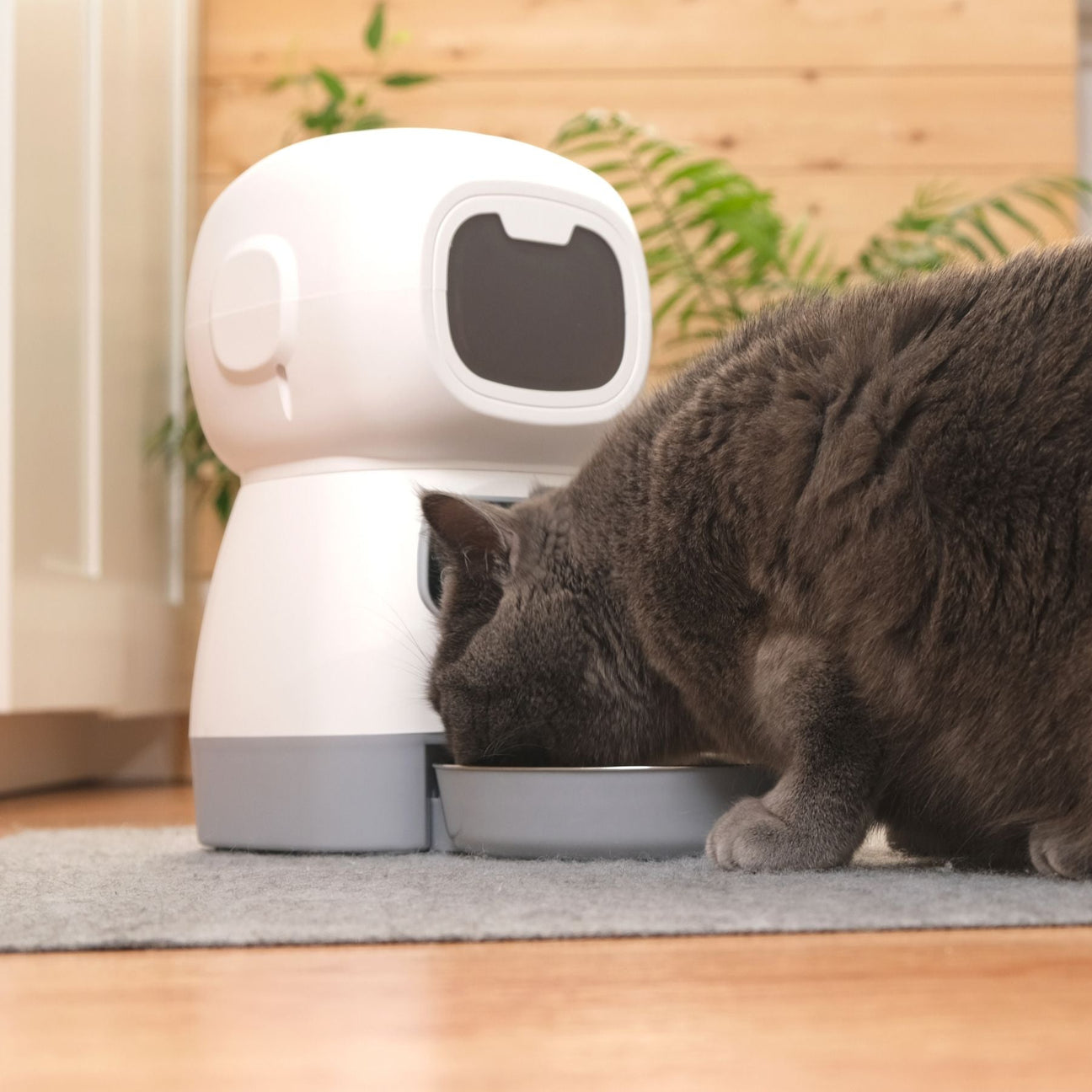 Distributeurs de croquettes & Fontaines à eau