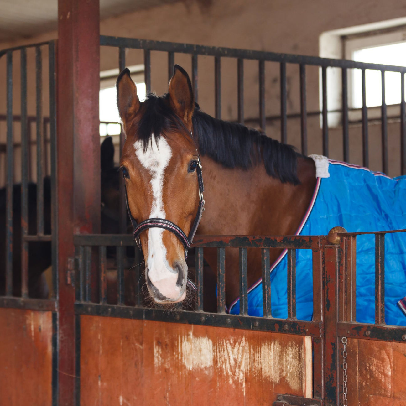 Tapis massants pour chevaux