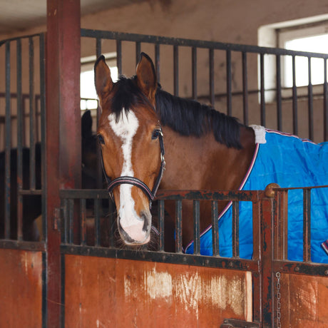 Tapis massants pour chevaux