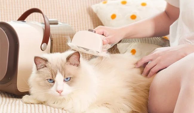 Eziclean Station de toilettage Animal