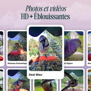 Birdbuddy Mangeoire à Oiseaux Pro Solar Smart Bird Feeder