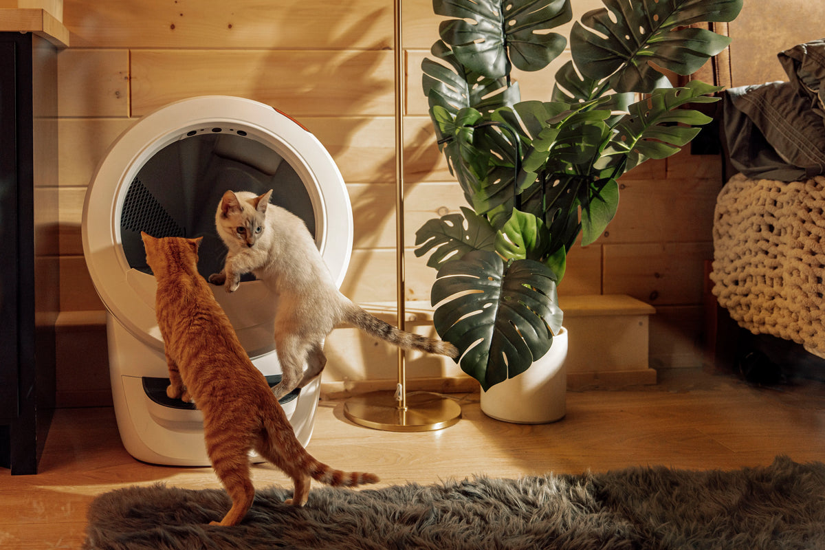 Litter-Robot 4 Litière automatique